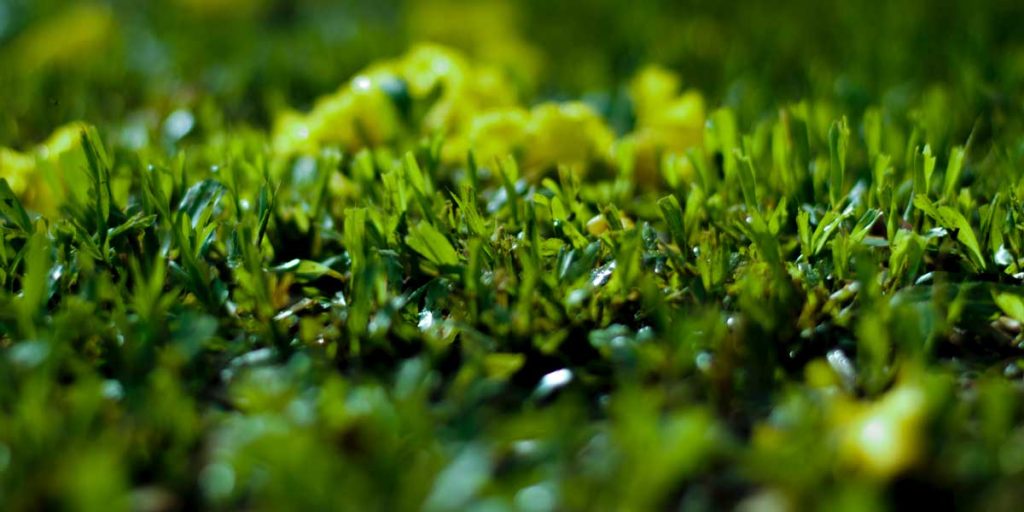 Dogs in the Garden Gypsum Resources Materials Bulk Gypsum, Gypsum