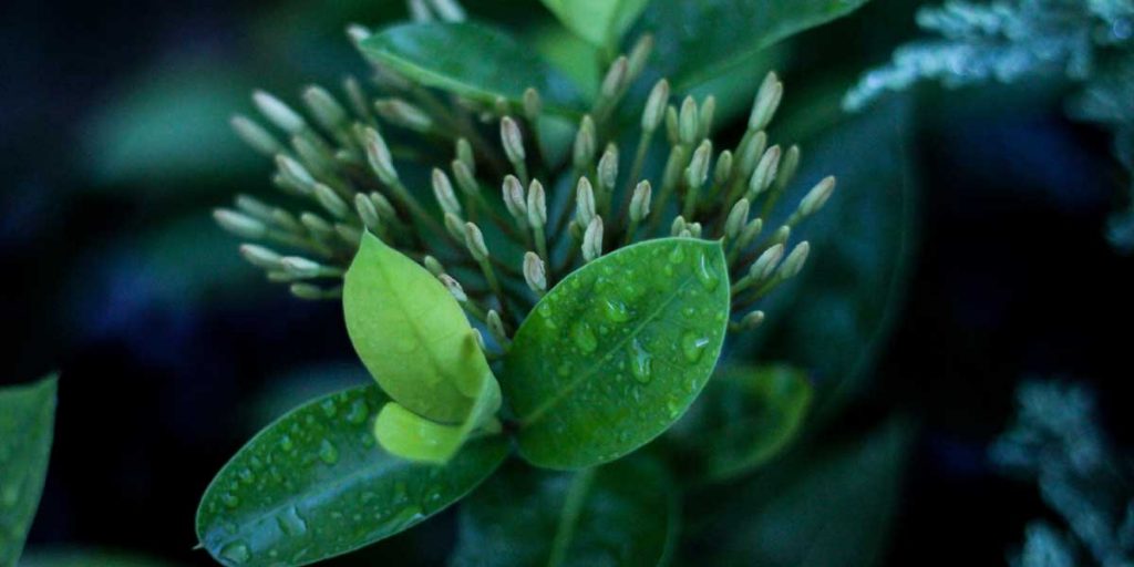 What to Plant—Even Though it’s Already June Gypsum Resources